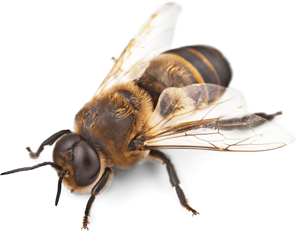 honeybee